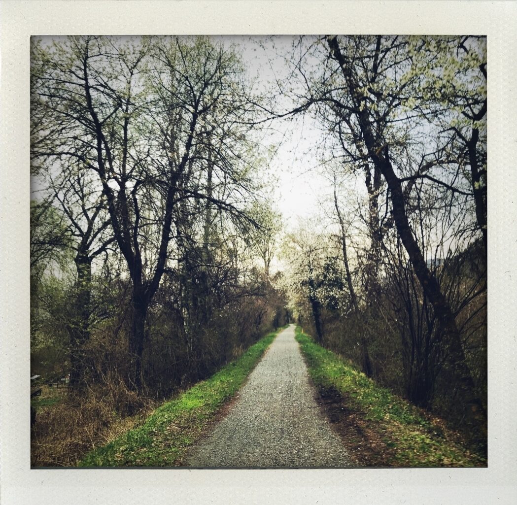 Chemin rectiligne en gravier entouré d’arbres. 