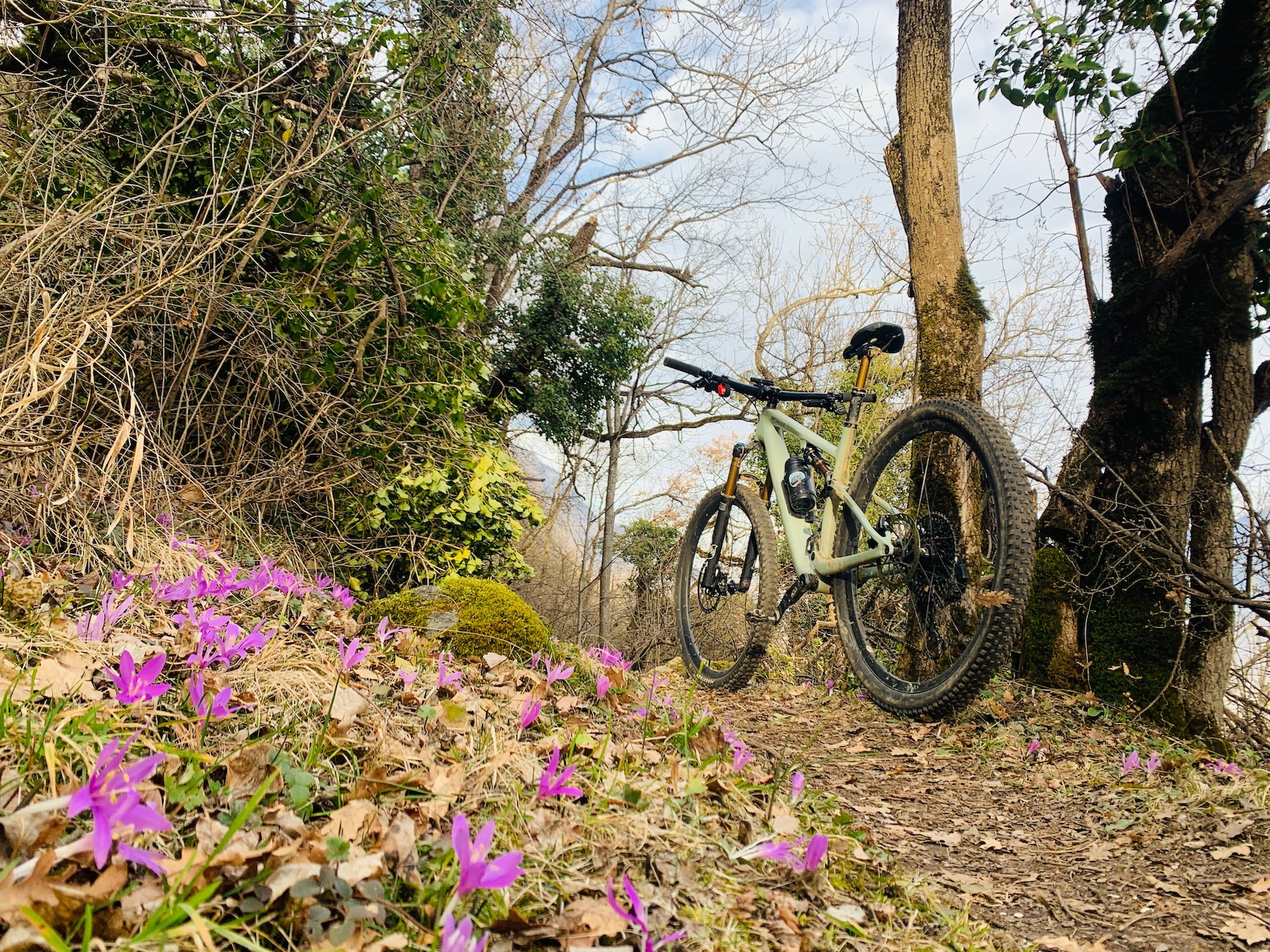 Vélo de montagne stationné sur un sentier printanier avec des fleurs de crocus violets en fleurs.