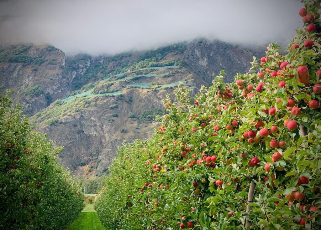 Pommiers chargés de pommes rouges au premier plan et un éperon rocheux avec un vignoble à l'arrière, sous une couverture nuageuse au sommet de l'image.