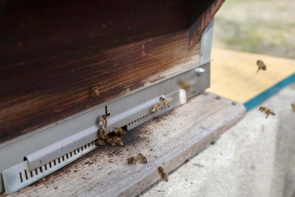 Abeilles en vol, en approche de la ruche, et posées devant l'entrée de la ruche.