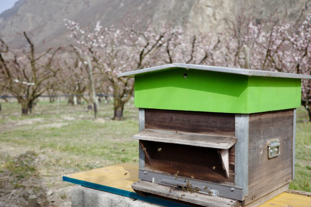 Ruche brune et verte avec des abricotier en fleurs à l'arrière plans qui est flou.