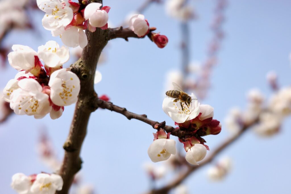 Abeille butinant une fleur d'abricotier sur fond de ciel bleu pâle.