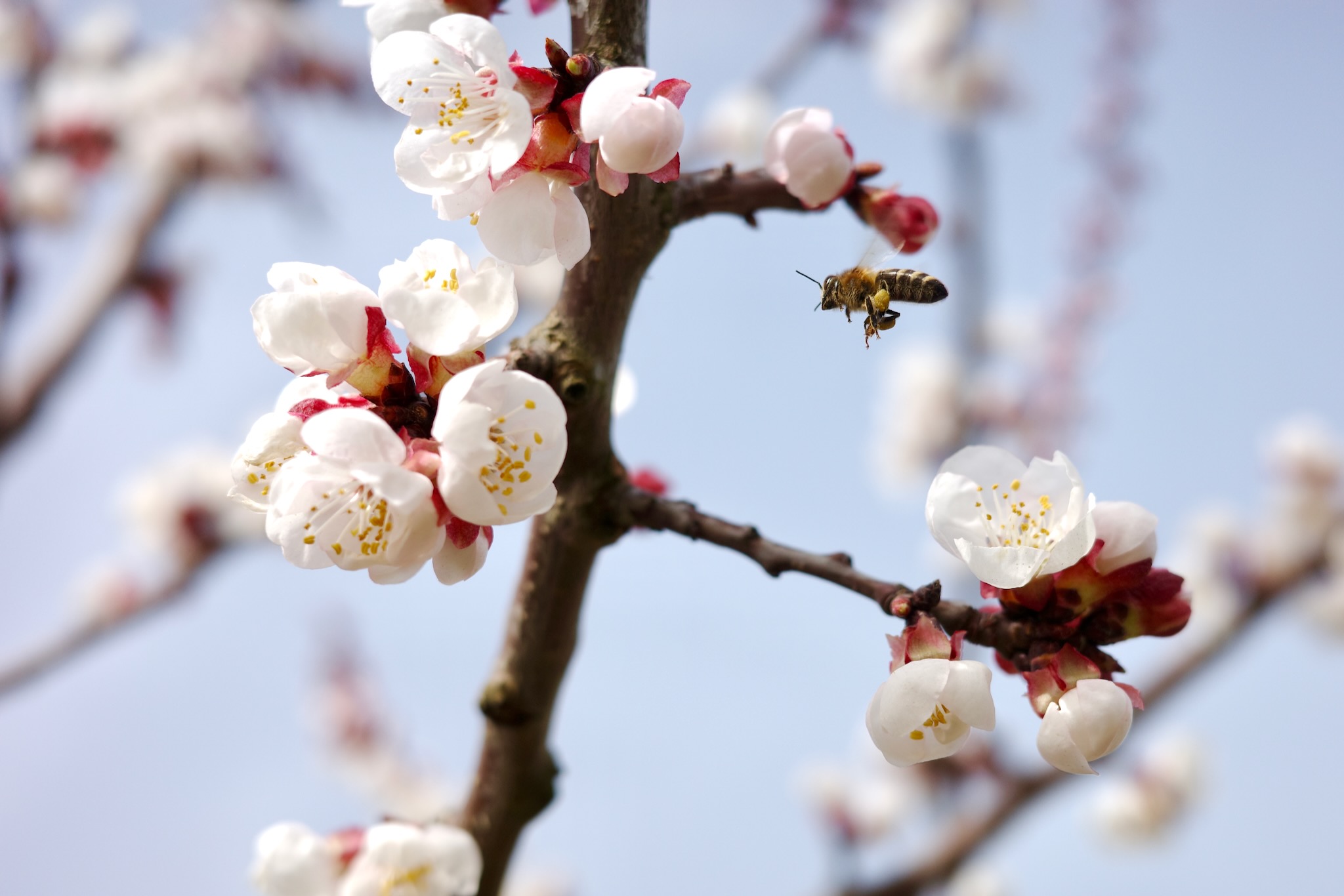 Abeille en vol avec une branche d'abricotier en fleurs, sur fond de ciel bleu pâle.