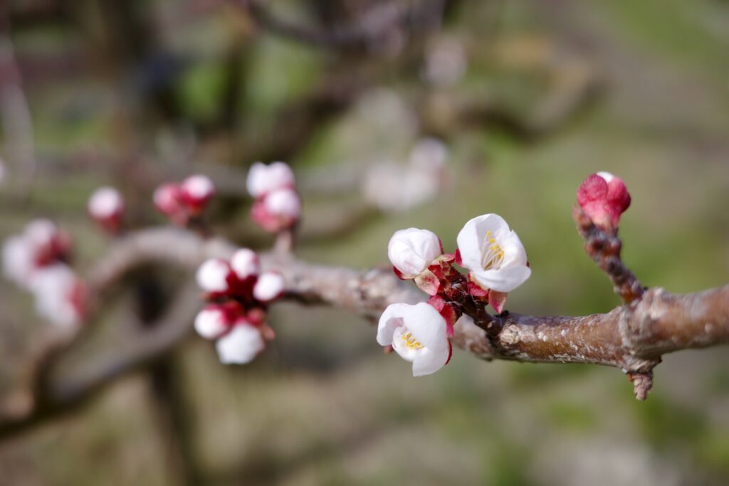 Fleurs d'abricotier, rouge et blanc, sur une petite branche et avec un arrière plan vert flou.