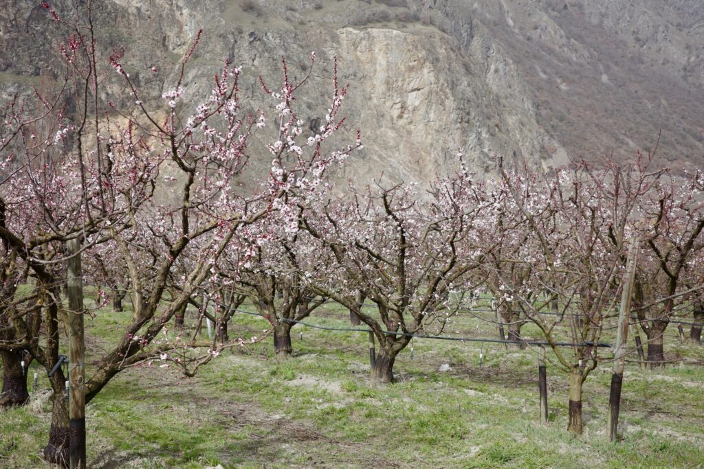 Champ d'abricotier en fleurs sur fond de montagne.