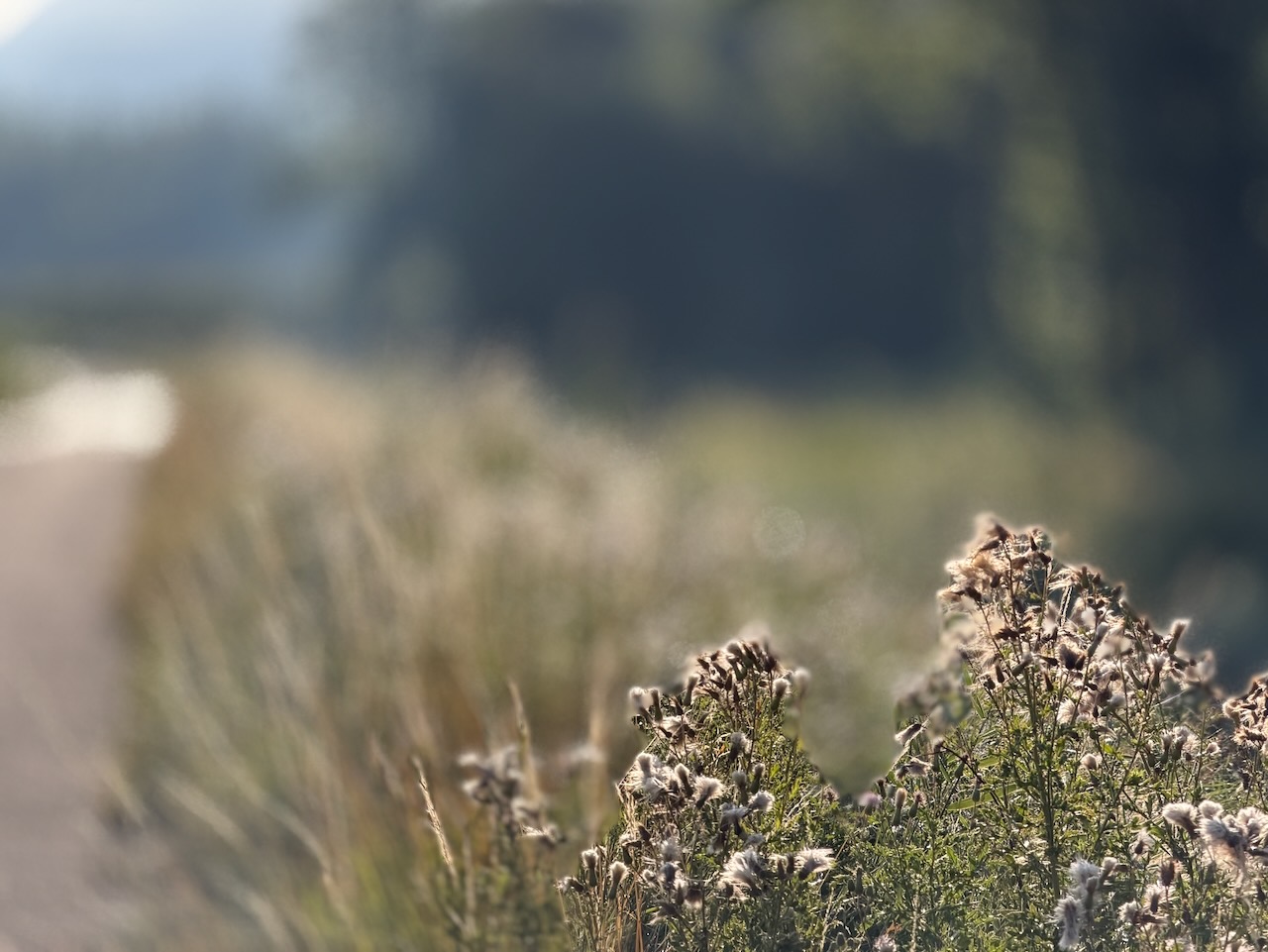 Fleurs sauvages en mouvement sur un fond flou, avec des traînées visibles provenant de sources lumineuses situées hors champ.