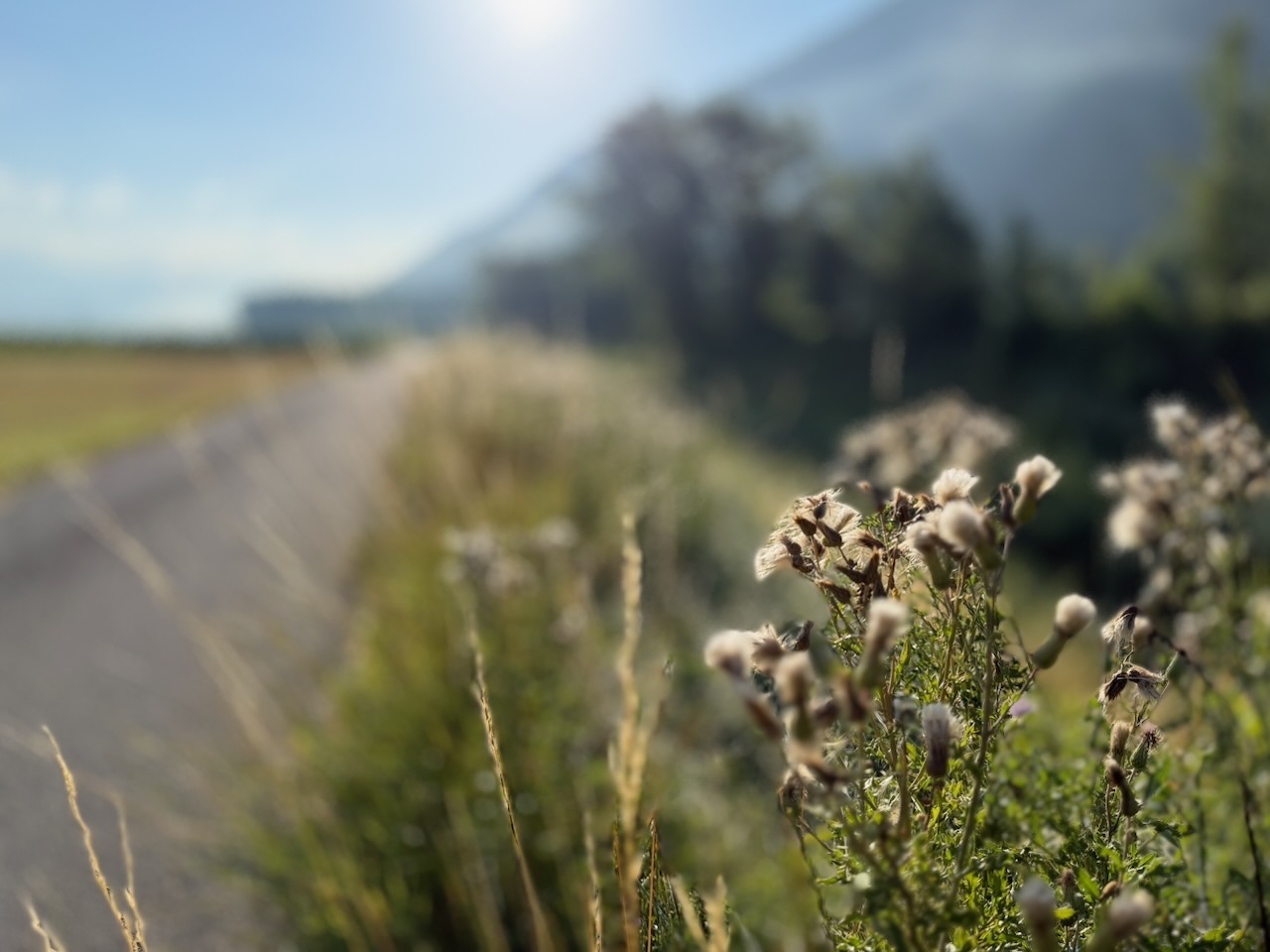 Scène rurale sereine, avec un premier plan dominé par de hautes herbes ondulant doucement dans la brise, sur fond flou laissant entrevoir des champs et peut-être un paysage rural au-delà.